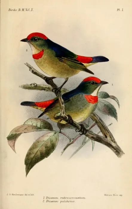 File:Dicaeum geelvinkianum.jpg