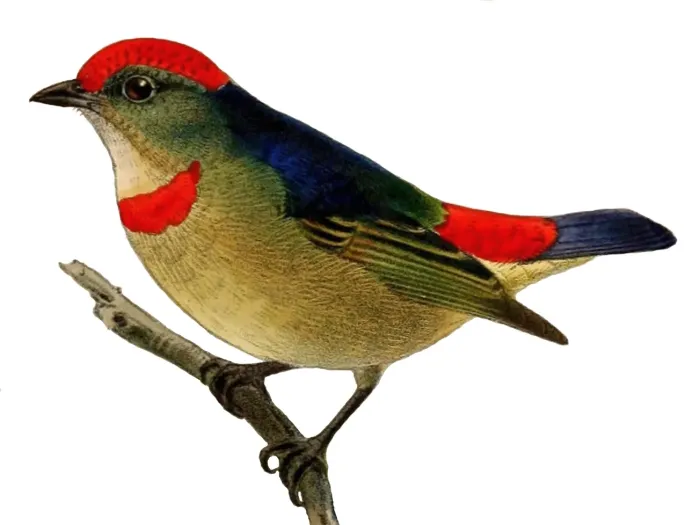 File:Dicaeum geelvinkianum 2.jpg