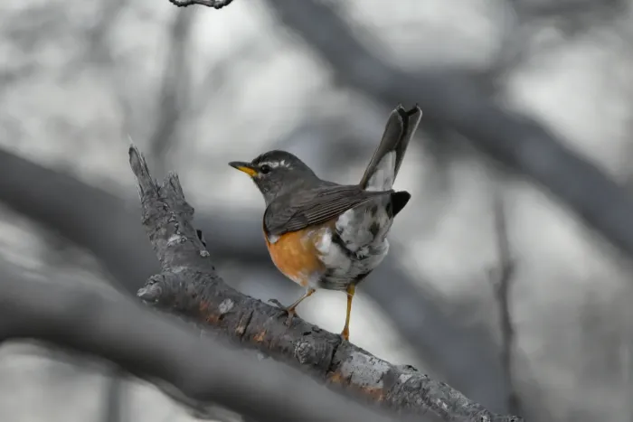 File:Turdus obscurus from iNaturalist photo 130398663.jpg