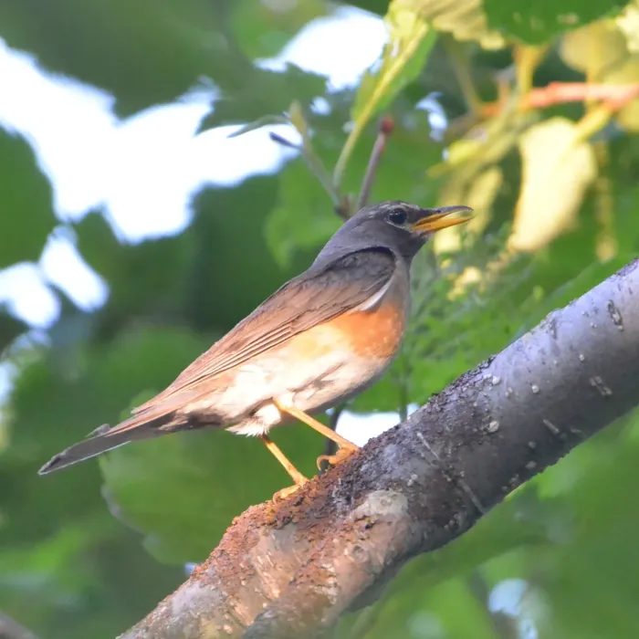 File:Turdus obscurus from iNaturalist photo 214327079.jpg