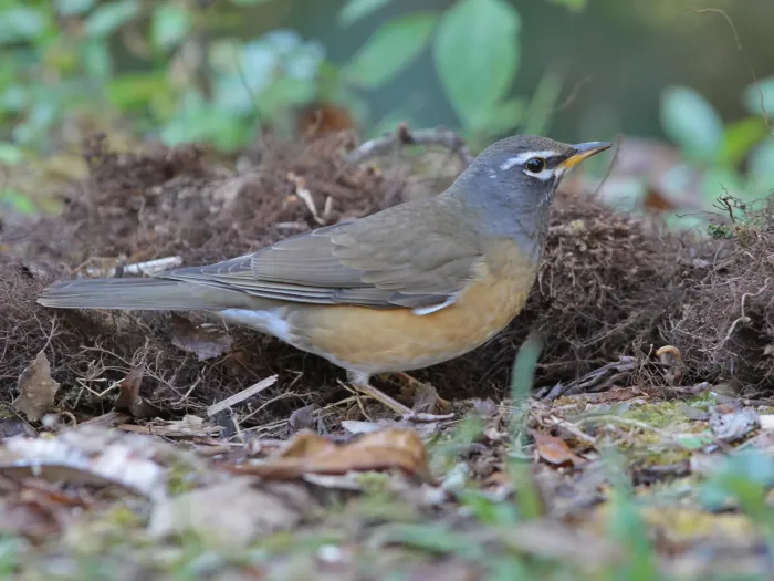 File:Turdus obscurus from iNaturalist photo 546305834.jpg