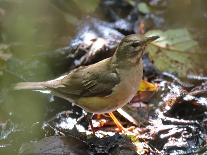 File:Turdus obscurus from iNaturalist photo 546777933.jpg