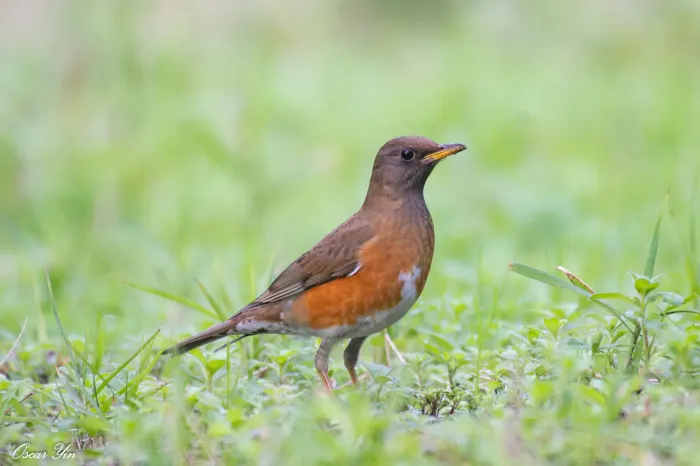 File:Turdus chrysolaus from iNaturalist photo 253455081.jpg