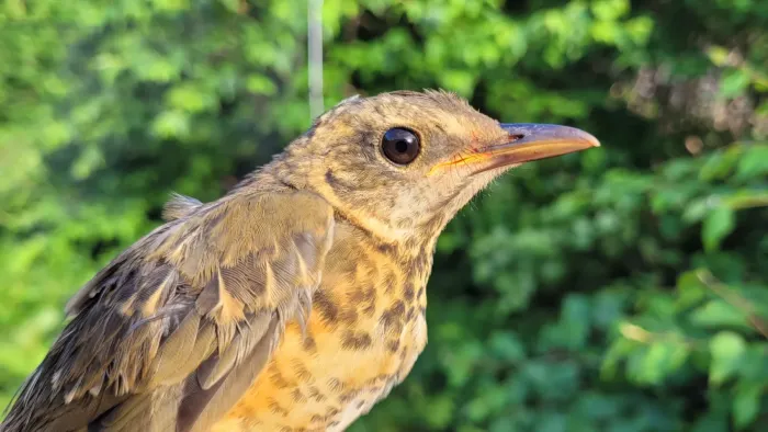 File:Turdus chrysolaus from iNaturalist photo 310198816.jpg