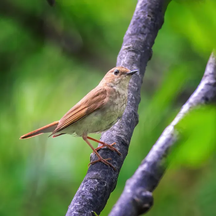 File:Larvivora sibilans from iNaturalist photo 138499161.jpg