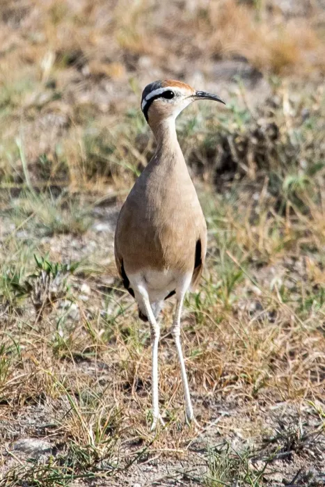 File:Cursorius somalensis, Buffalo Springs NP, Kenya 1.jpg
