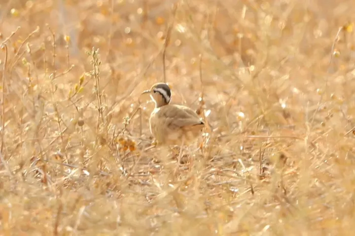 File:Cursorius somalensis, Tsavo East NP, Kenya 2.jpg