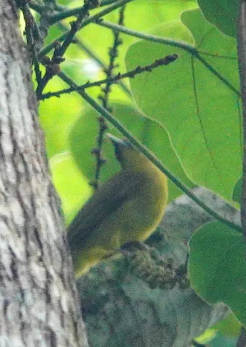 File:Hypsipetes chloris 246523127.jpg