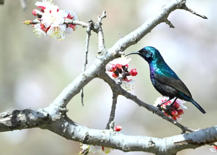 File:Arabian Sunbird (Cinnyris hellmayri), Aseer, Saudi Arabia (2024).jpg