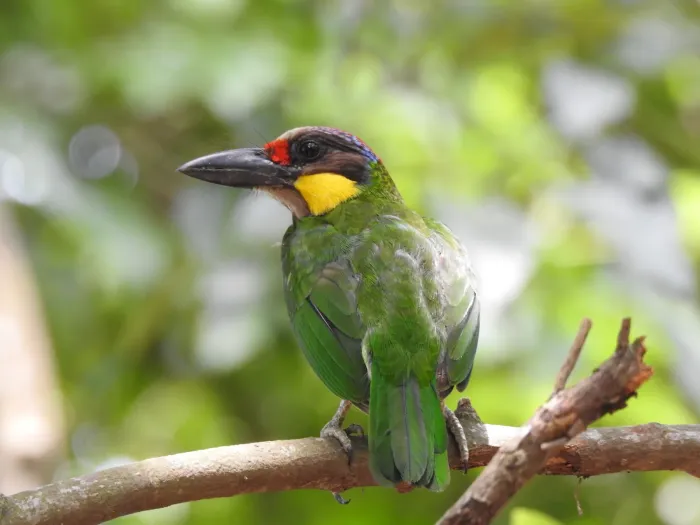 File:Psilopogon chrysopogon 14937629.jpg