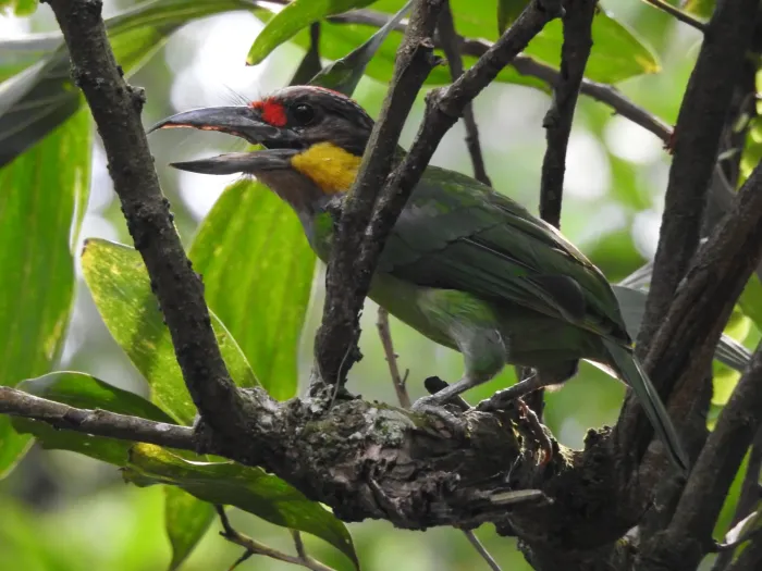 File:Psilopogon chrysopogon 12289661.jpg