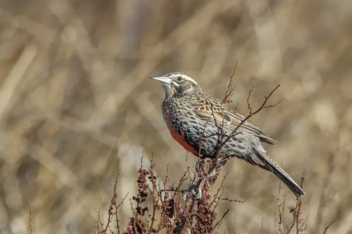 File:Long-tailed meadowlark (Leistes loyca loyca) female Laguna Nimez.jpg