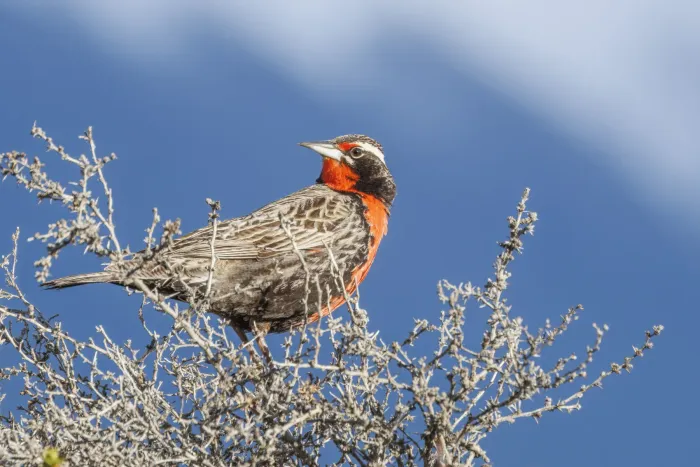 File:Long-tailed meadowlark (Leistes loyca loyca) breeding male Leona Amarga.jpg