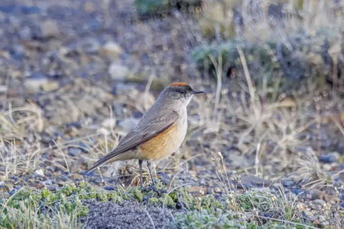 File:Cinnamon-bellied ground-tyrant (Muscisaxicola capistratus) Leona Amarga.jpg