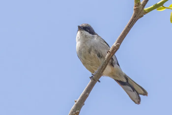 File:Black-capped warbling finch (Microspingus melanoleucus) male Costanera Norte.jpg