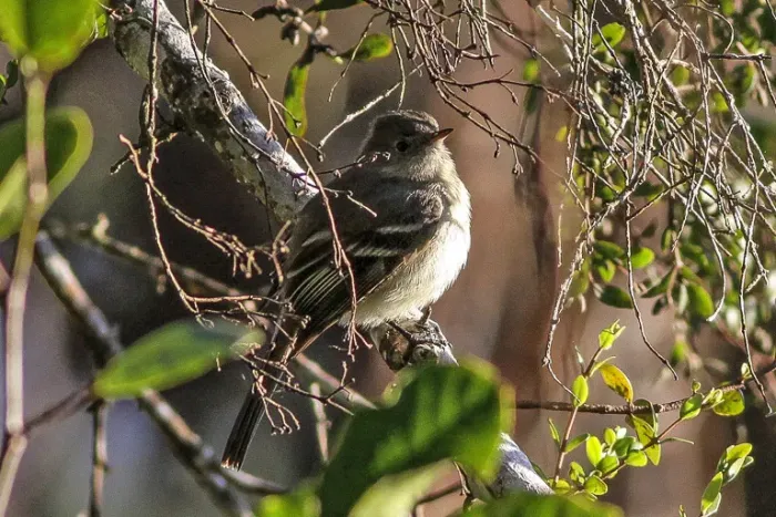 File:Greater Antillean Elaenia (Elaenia fallax) (8082788028) (cropped).jpg