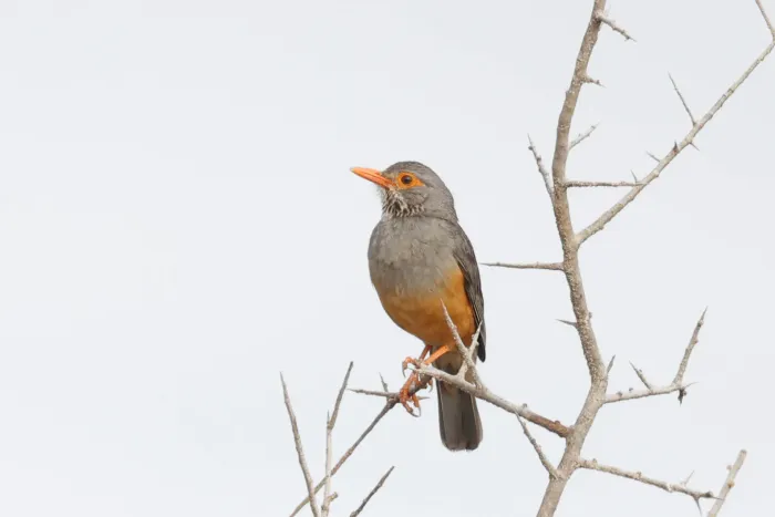 File:Turdus tephronotus 478200309.jpg