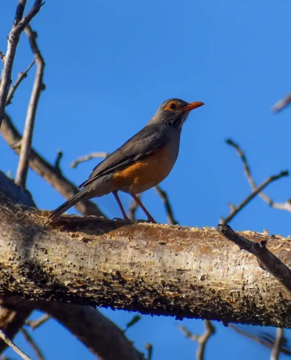 File:Turdus tephronotus 432733504.jpg