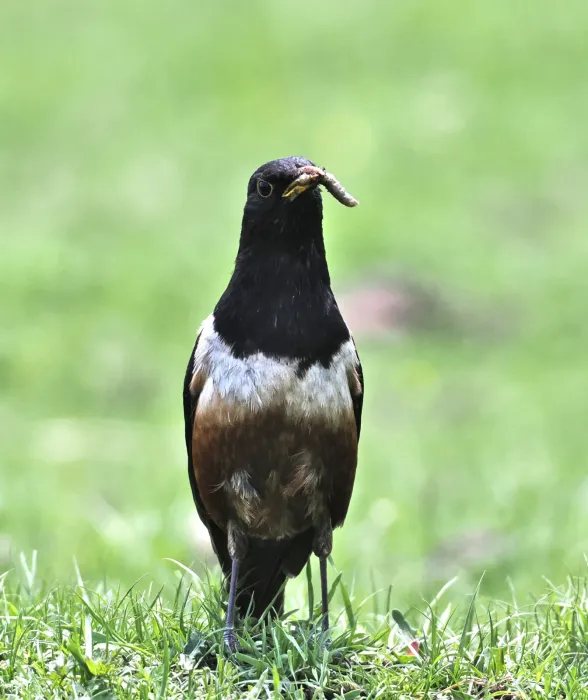 File:Turdus kessleri 520230542.jpg