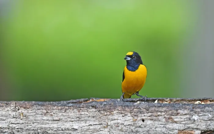 File:Euphonia concinna 230626670.jpg