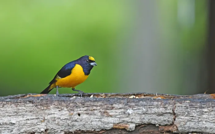 File:Euphonia concinna 230626713.jpg