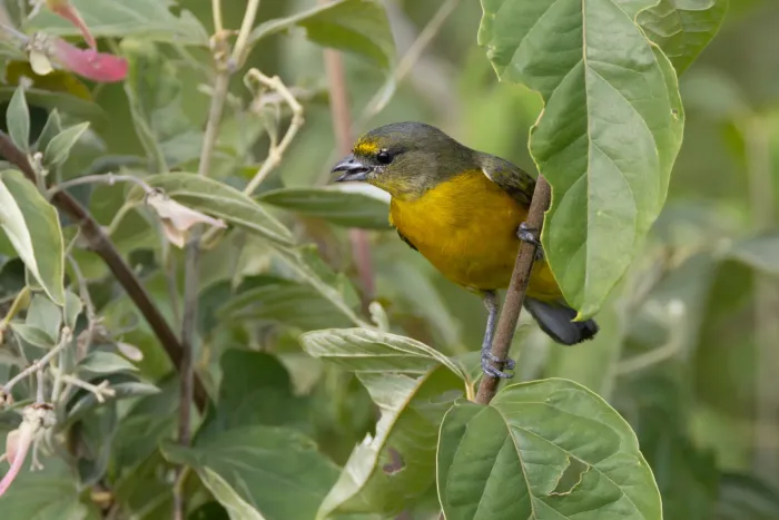 File:Euphonia concinna 361096091.jpg