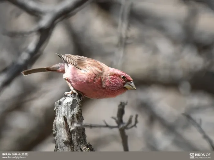 File:Blyth's Rosefinch (Carpodacus grandis) (54868236220).jpg