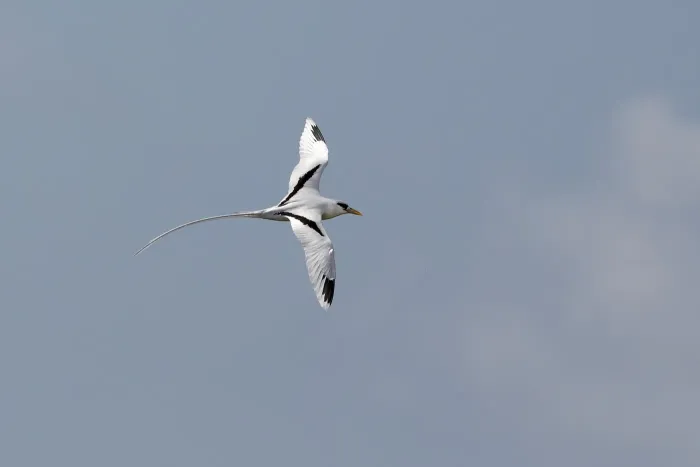 File:White-tailed Tropicbird (Phaethon lepturus).jpg