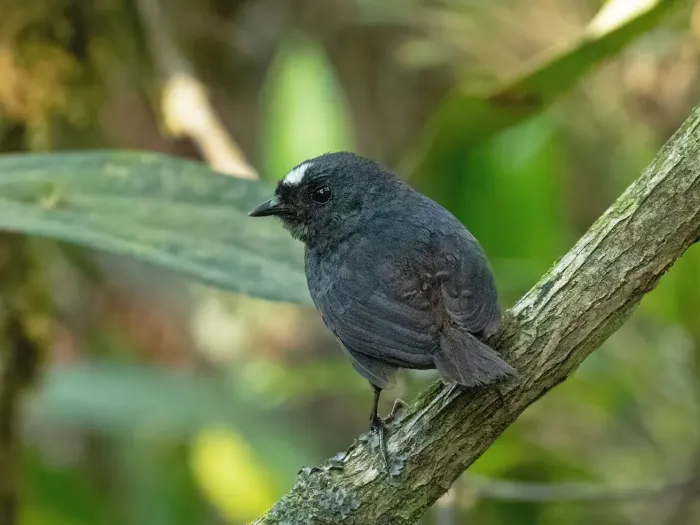 File:Scytalopus bolivianus 444815294 (cropped2).jpg