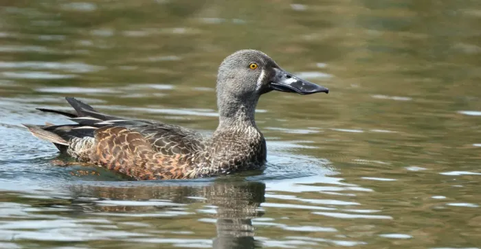 File:Spatula rhynchotis 592186273.jpg