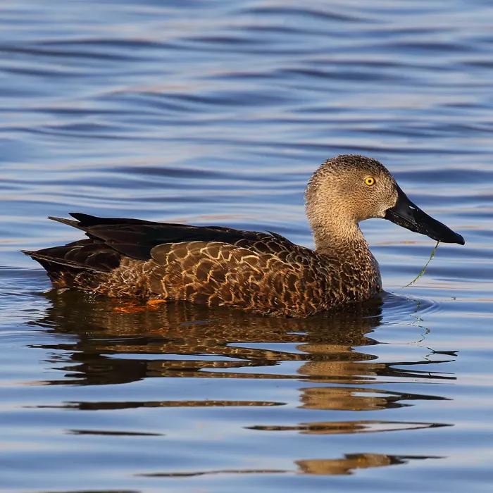 File:Spatula smithii 463223056.jpg