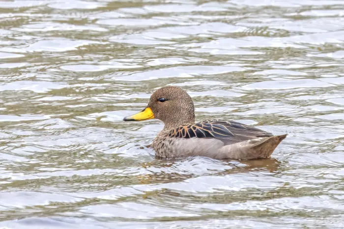 File:Yellow-billed teal (Anas flavirostris) Chiloe.jpg