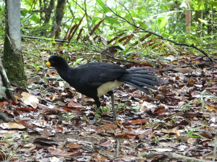 File:Crax alector - Guillaume Delaitre - 154619493.jpeg