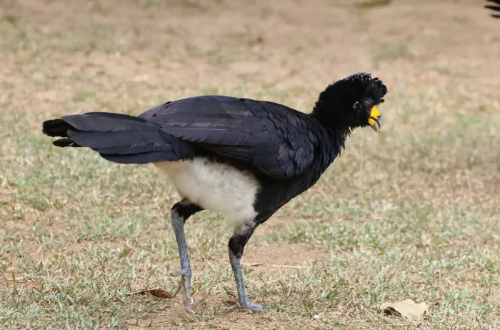 File:Crax alector - scaup - 468060265.jpeg