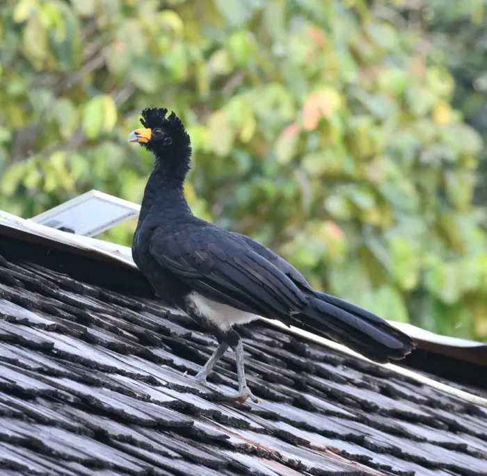 File:Crax alector - scaup - 467858162.jpeg