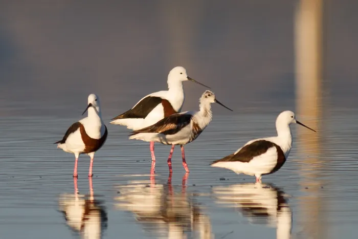 File:Cladorhynchus leucocephalus 119597612.jpg