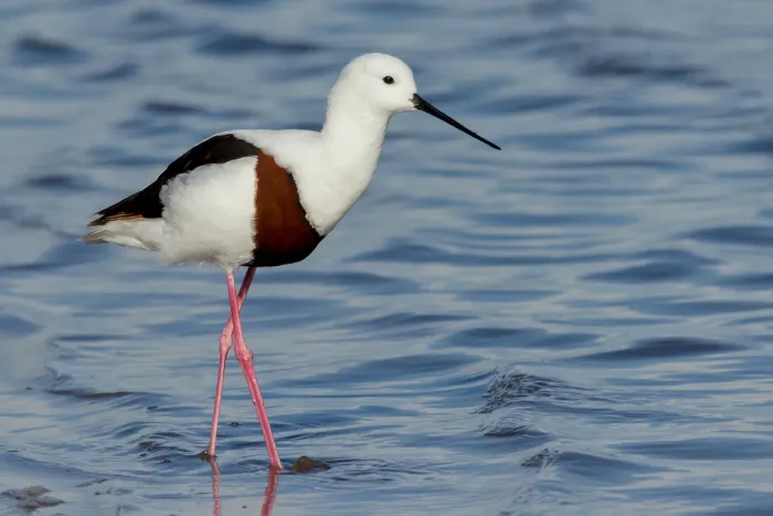 File:Cladorhynchus leucocephalus 48850914.jpg