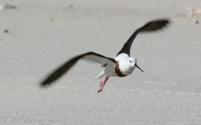 File:Cladorhynchus leucocephalus 284011578.jpg