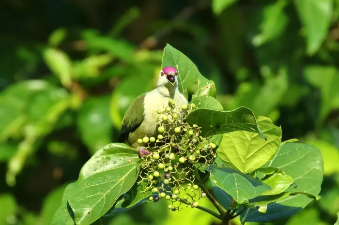 File:Ptilinopus hernsheimi 37896559.jpg