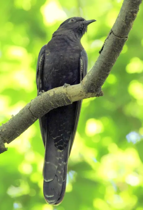 File:Cuculus clamosus 79097750.jpg