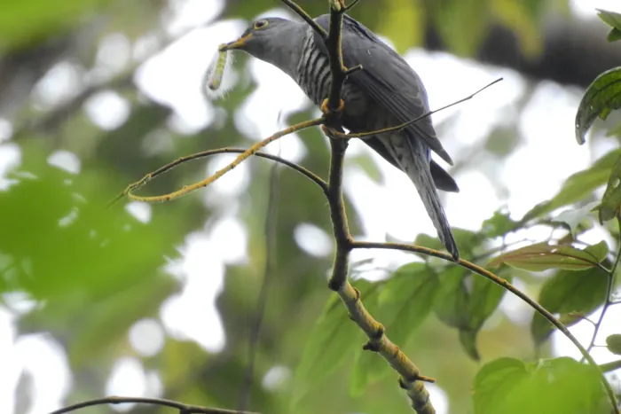 File:Cuculus lepidus 80950389.jpg