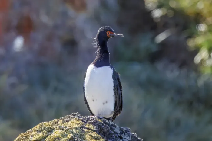 File:Magellanic cormorant (Leucocarbo magellanicus) Chiloe 2.jpg