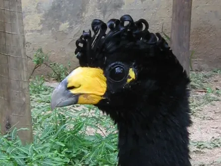 File:Crax alector (Rio Zoo) (cropped).jpg