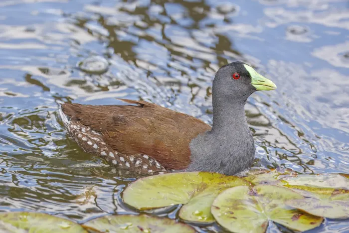 File:Spot-flanked gallinule (Porphyriops melanops crassirostris) swimming Santiago.jpg