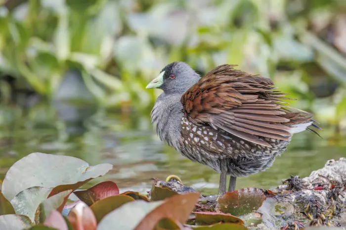 File:Spot-flanked gallinule (Porphyriops melanops crassirostris) Santiago.jpg