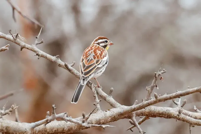 File:Emberiza poliopleura 477949844.jpg