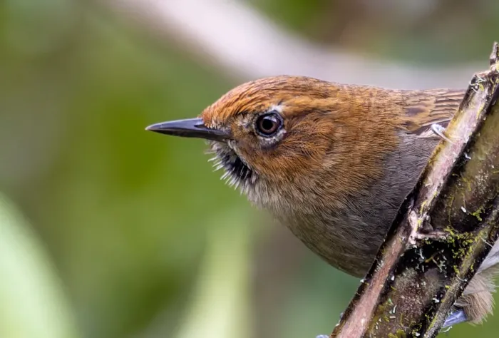 File:Asthenes harterti 587194475.jpg