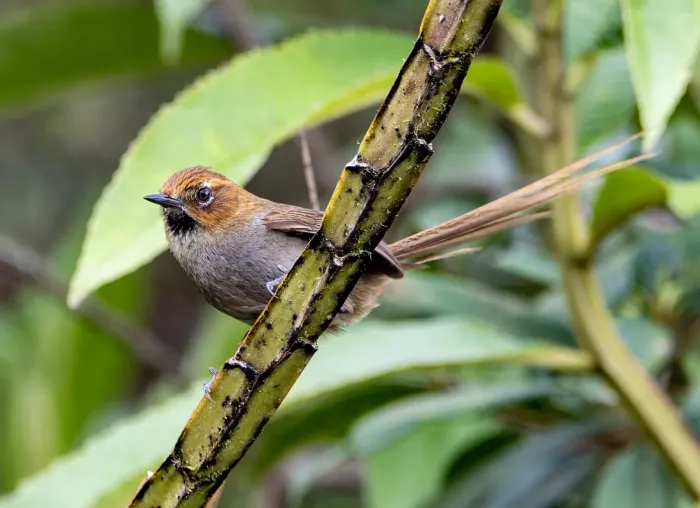 File:Asthenes harterti 587194483.jpg