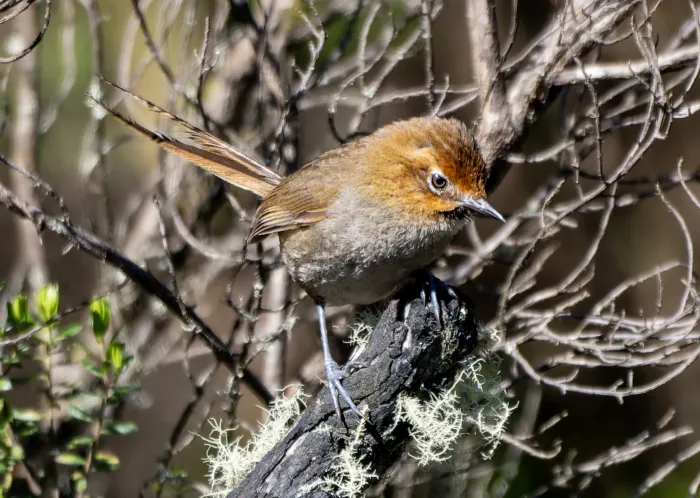 File:Asthenes harterti 587189886.jpg