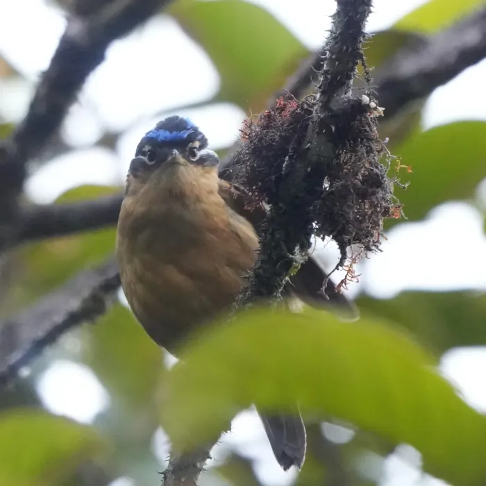 File:Ifrita kowaldi 571767478.jpg
